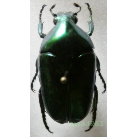 Cetonidae6 sp. male 30mm Indonesia, Sumatera Is